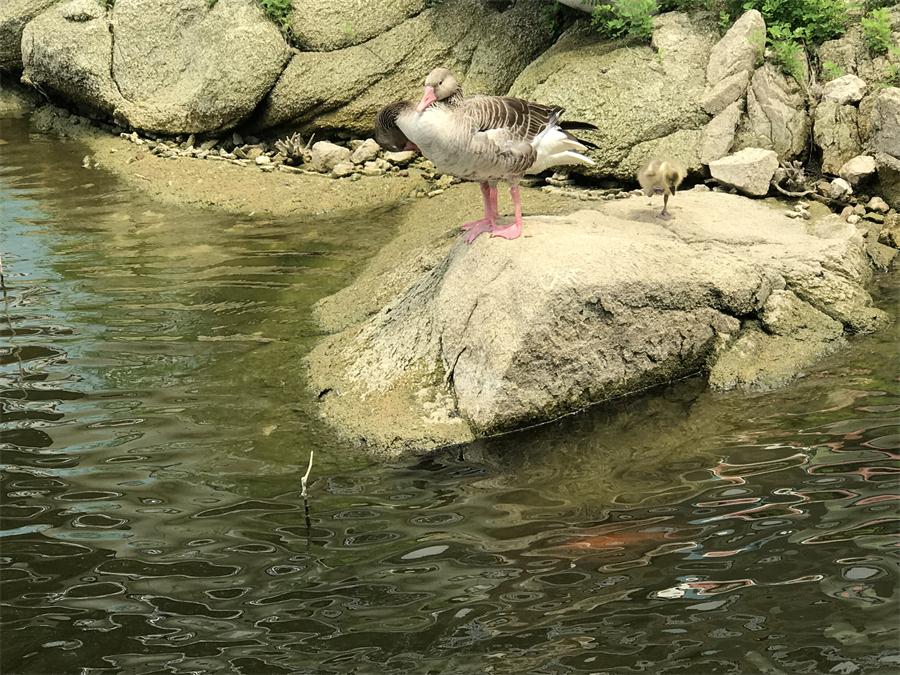 天鵝湖風(fēng)景區(qū)（泰山）速覽！(圖15)
