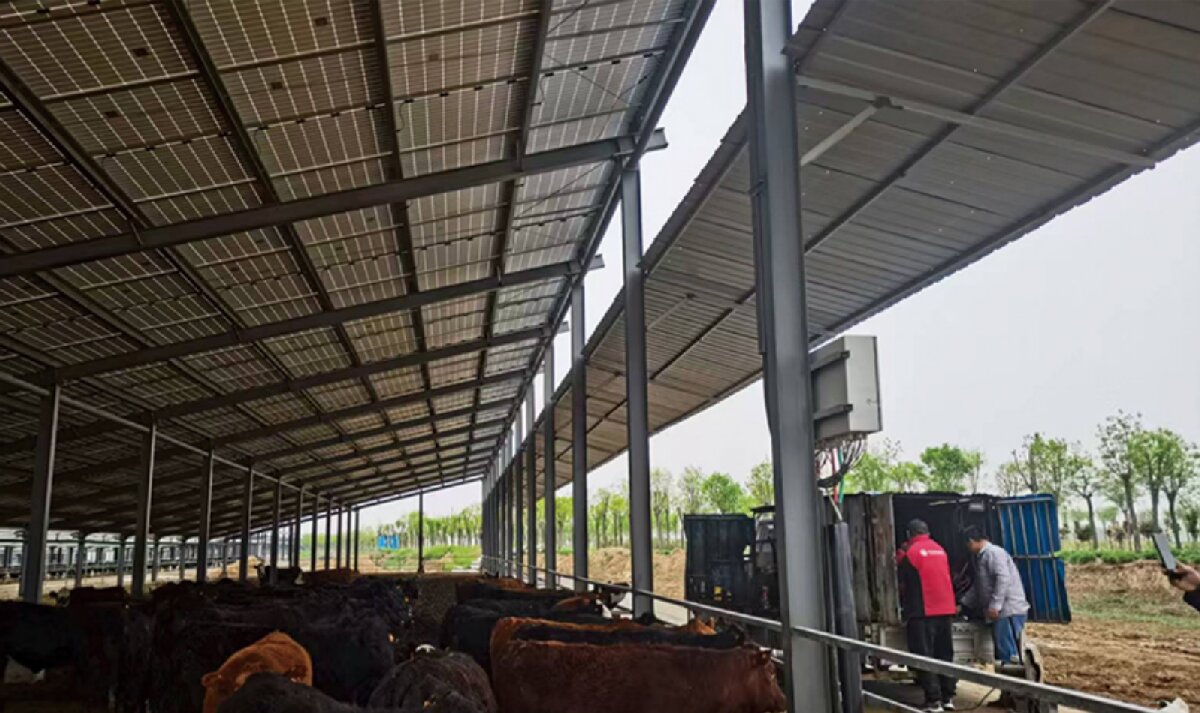 信橋鋼構(gòu)：打卡蒙陰農(nóng)業(yè)溫室大棚、青州黑牛養(yǎng)殖基地！(圖4)