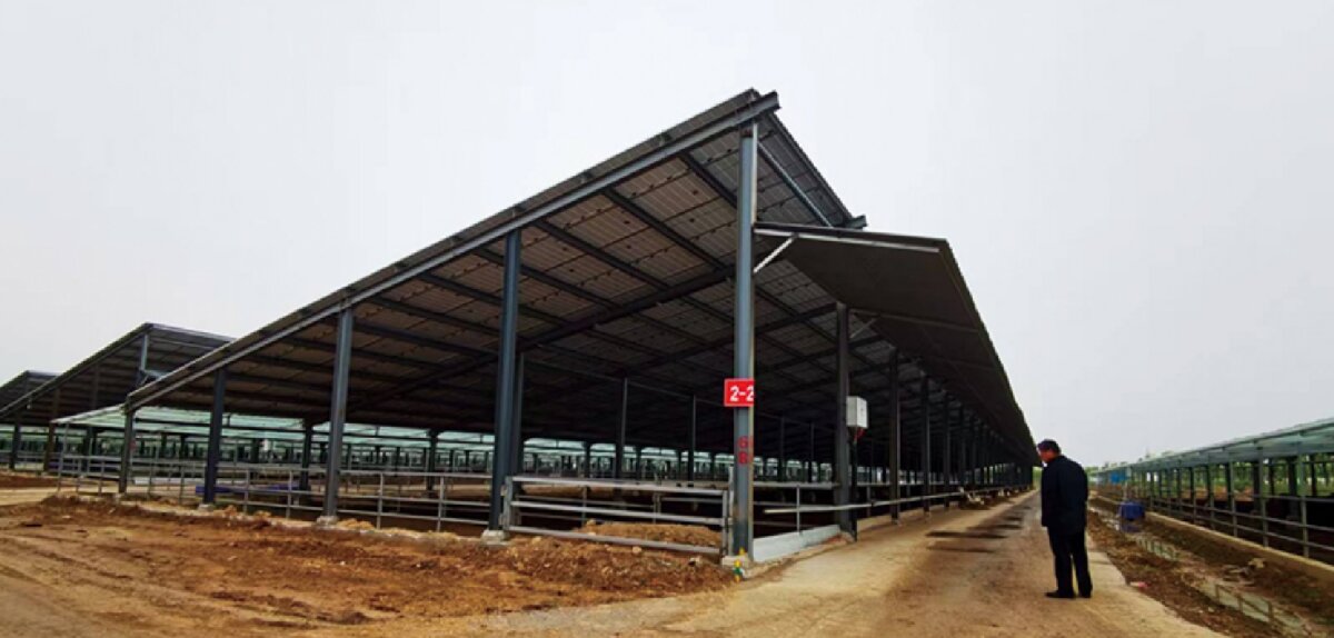 信橋鋼構(gòu)：打卡蒙陰農(nóng)業(yè)溫室大棚、青州黑牛養(yǎng)殖基地！(圖5)